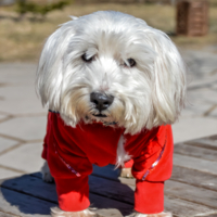 Блондинка в красном