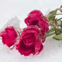 ...что с вами сделали снег и морозы