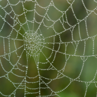 Утреннее кружево