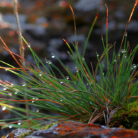 Утреннее украшение