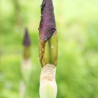 бутон ириса