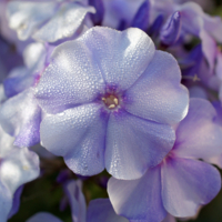 Утро в сереневых тонах