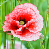 Расписное чудо