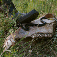 И принял он смерть от коня своего.