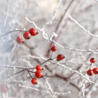 Плоды шиповника на заиндевелых веточках