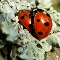 Красные на белом