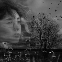 Снова птицы в стаи собираются...