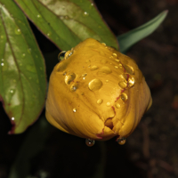 желтый тюльпан