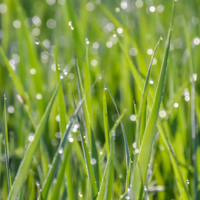 Сверкающее утро