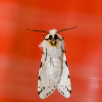 Гостья в белом манто