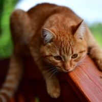 Кот-меланхолик