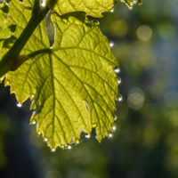 Капельки солнца