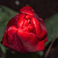 красный бархат