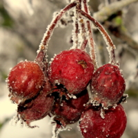 Замерзающий шиповник.