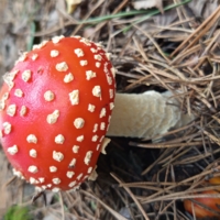 Лесной модник