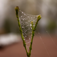 Я молюсь, чтобы росинки, не нарушили работу паука.
