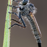 Рано утром спящий Ктырь.