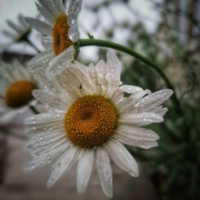 Блестят росинки.