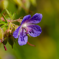 Задумчивость в росе
