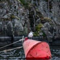 Хозяйка бакена