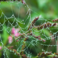 Создано природой