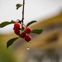 Созрели вишни