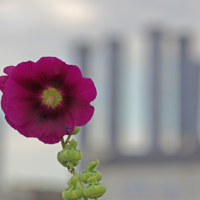 Мальва и ГЭС-1