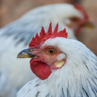 Красная корона