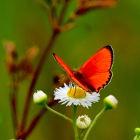 Червонец на ромашке