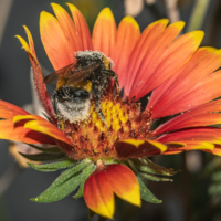 Пыльца  на цветке...