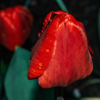 роса на цветке