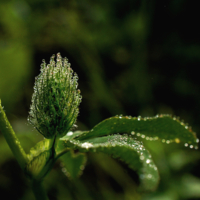 Утреннее украшение
