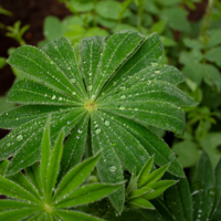 Везде роса в застывших каплях.