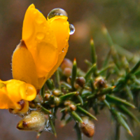 Как будто ёлка расцвела