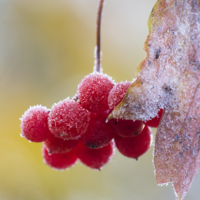 Первый заморозок