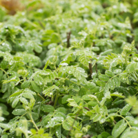 ранняя прогулка