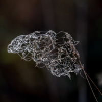 Про квантовую запутанность..