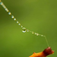 Роса на паутине