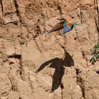 Двое: я и моя тень