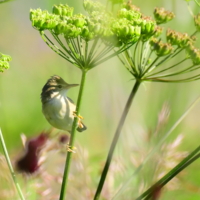 Камышовка-барсучок