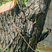 в тени дерева