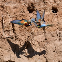 На встречных курсах