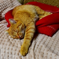 Кот-баюн от слова "баюшки-баю"