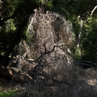 Дух леса, или Баба Яга