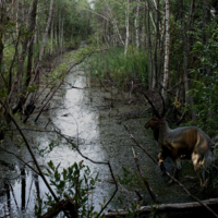 Там в болотистых лесах ...