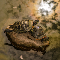 я на камушке сижу и на солнышко гляжу