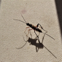 Букашка и её тень