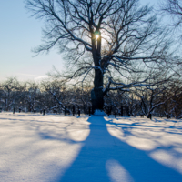 Зимний пешеход