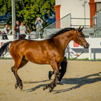 Пеший всадник
