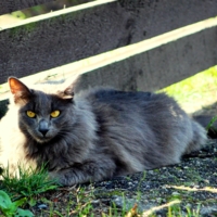 Графиня изволит отдыхать в тени.